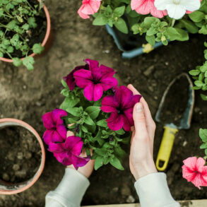 Planting flowers
