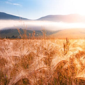 Wheat, mountains, cloudbank