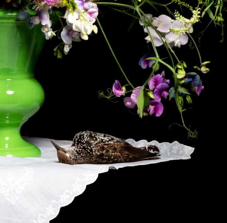 Detail of still life by Jennifer Steensma Hoag