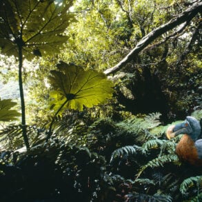 Dodo in jungle