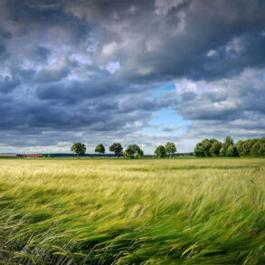 Windblown field and dramatic clouds