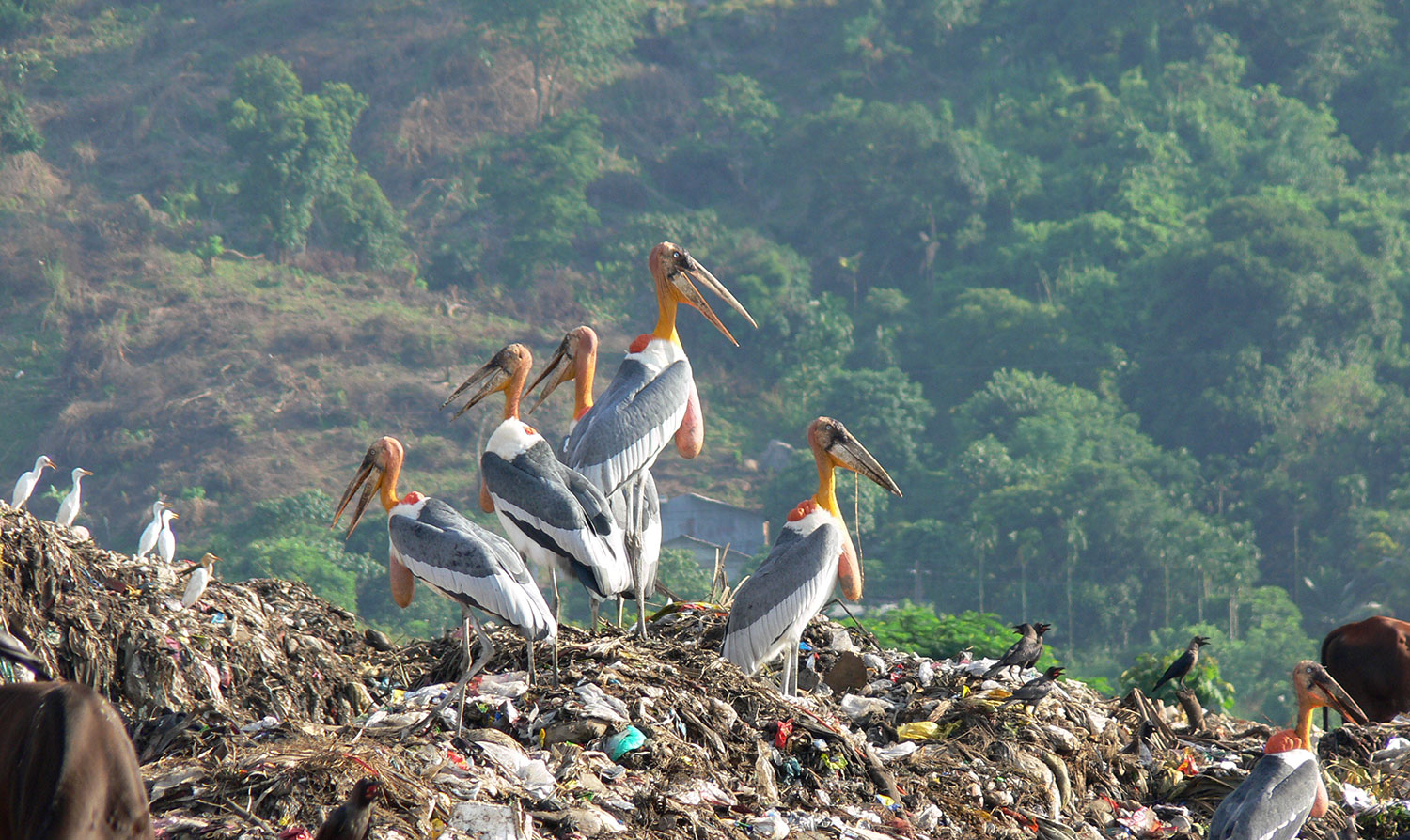 Great adjutant storks at garbage dump