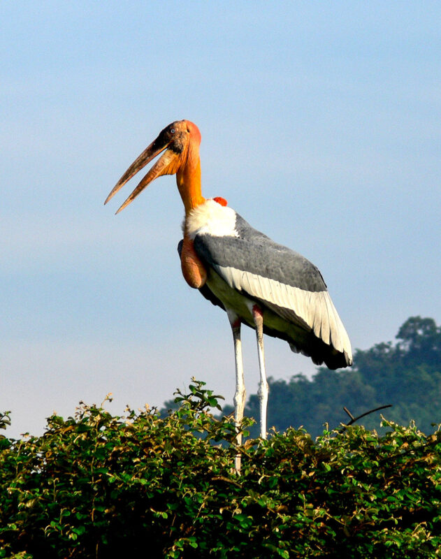 Greater adjutant stork in tree