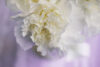 White carnation