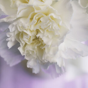 White carnation