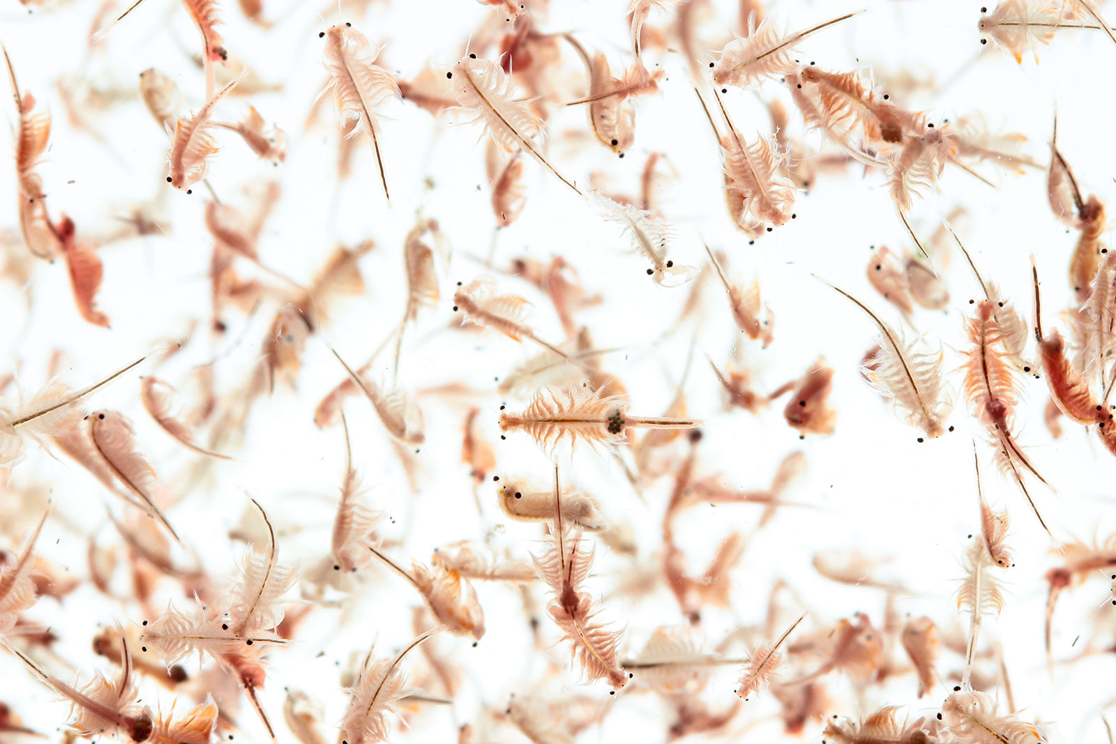 Brine shrimp