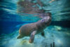 Manatee