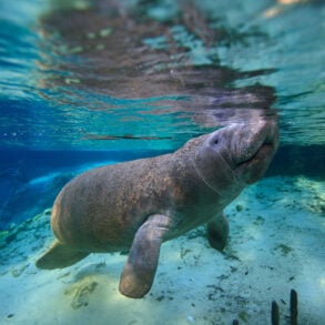 Manatee