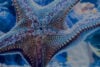 Starfish