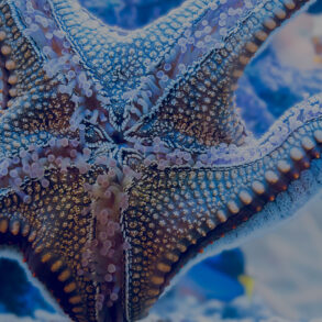 Starfish