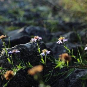 Scrappy Georgia asters