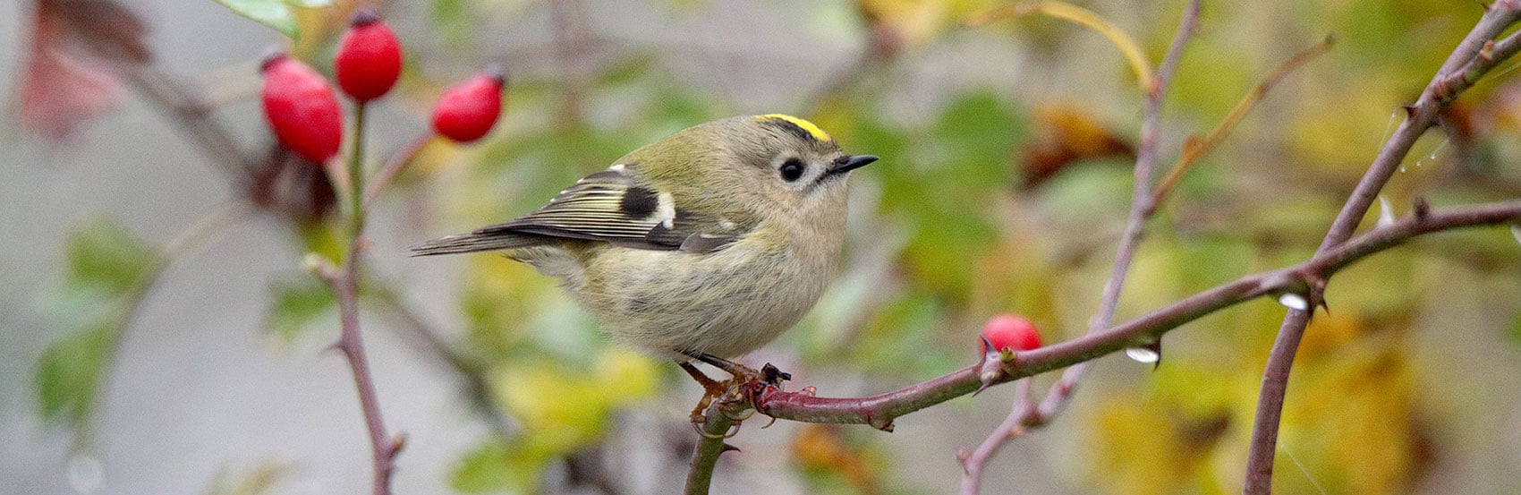 Goldcrest.