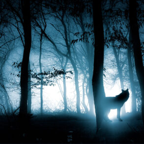 Moonlit forest with wolf