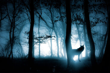Moonlit forest with wolf