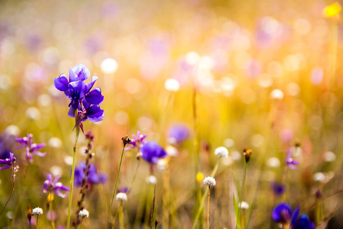 Wildflowers