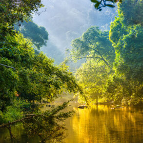 River in the Amazon rainforest