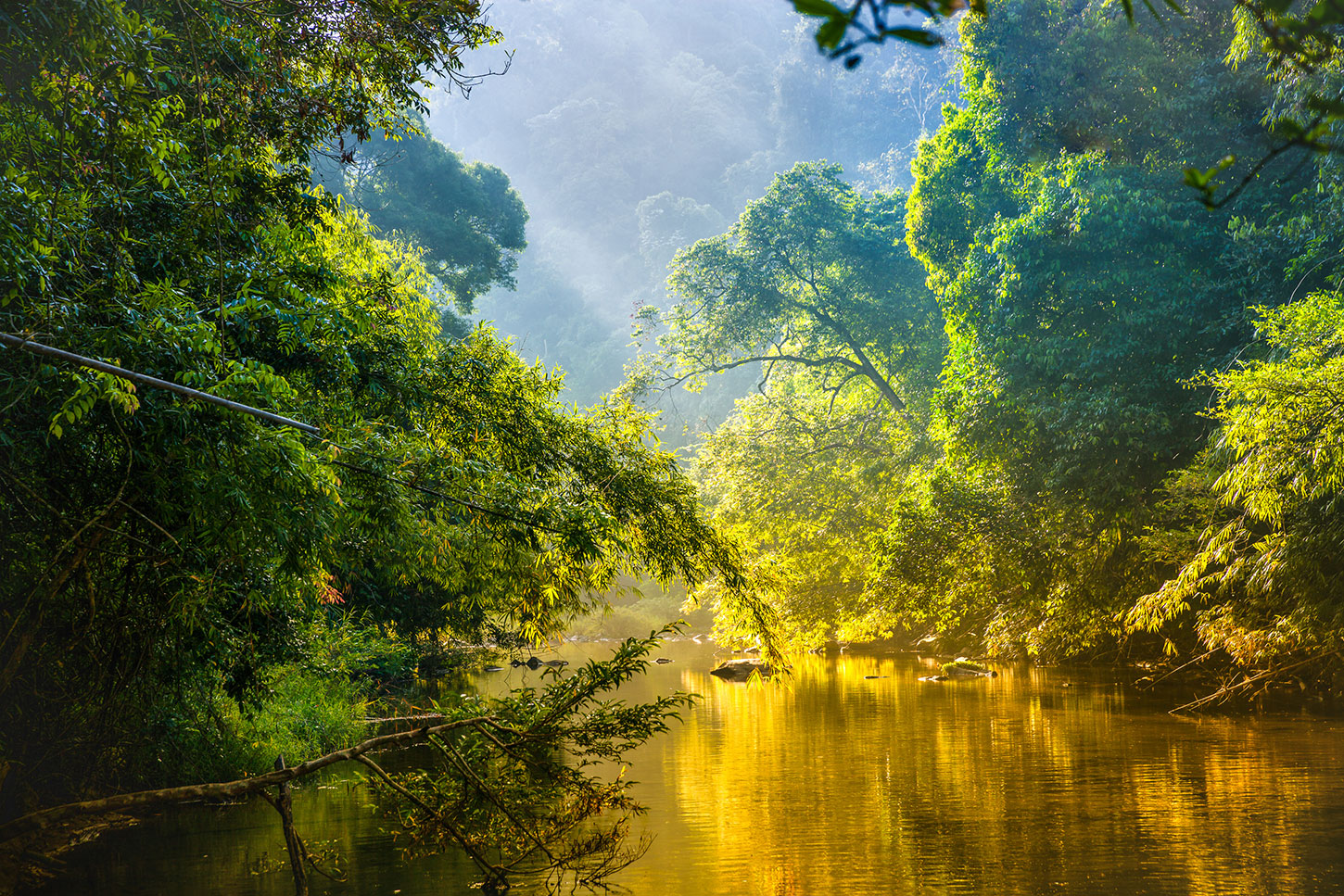 River in the Amazon rainforest