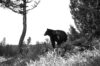 Black bear on edge of forest