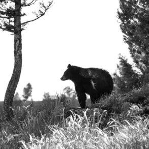 Black bear on edge of forest