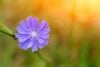 Chicory in afternoon light