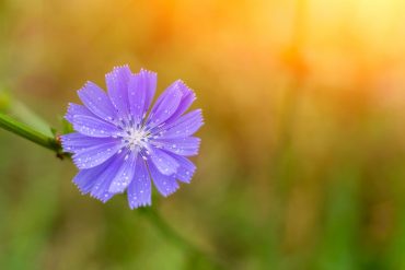 Chicory in afternoon light
