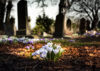 Flowers among headstones