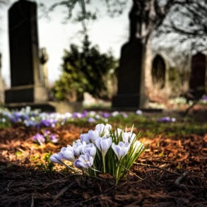 Flowers among headstones