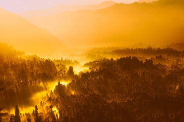 Jungle sunrise
