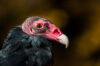 Turkey vulture