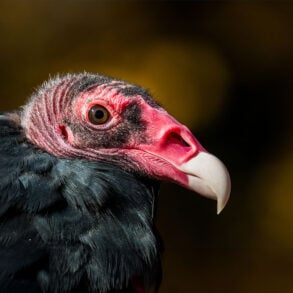 Turkey vulture