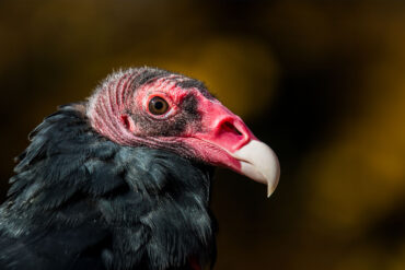Turkey vulture