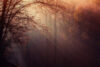Autumn woods and smoke