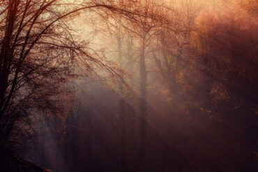 Autumn woods and smoke