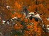 Canada geese flying in autumn