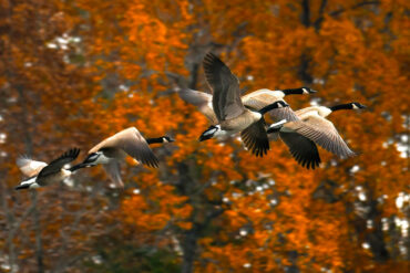 Canada geese flying in autumn