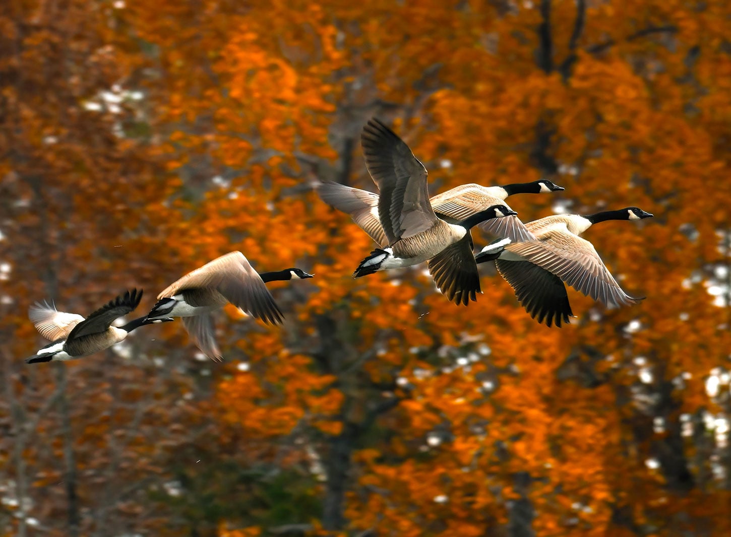 Canada geese flying in autumn