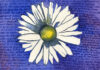 Oxeye daisy painted by Jolie Kaytes