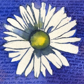 Oxeye daisy painted by Jolie Kaytes