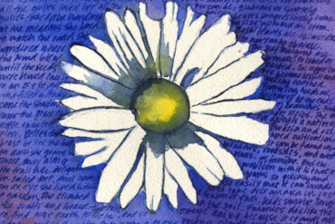Oxeye daisy painted by Jolie Kaytes