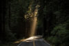Road through redwoods with ray of light