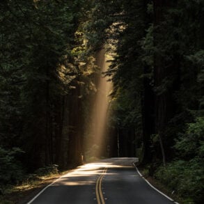 Road through redwoods with ray of light