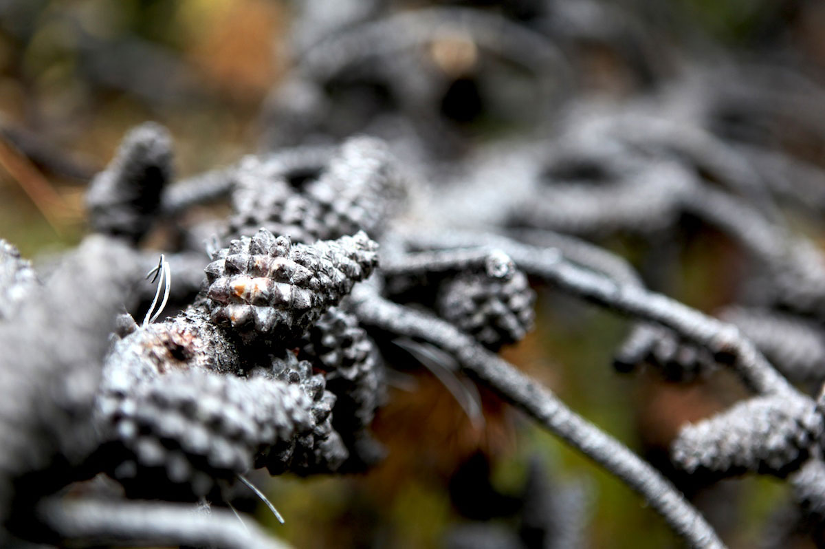 Pine cones