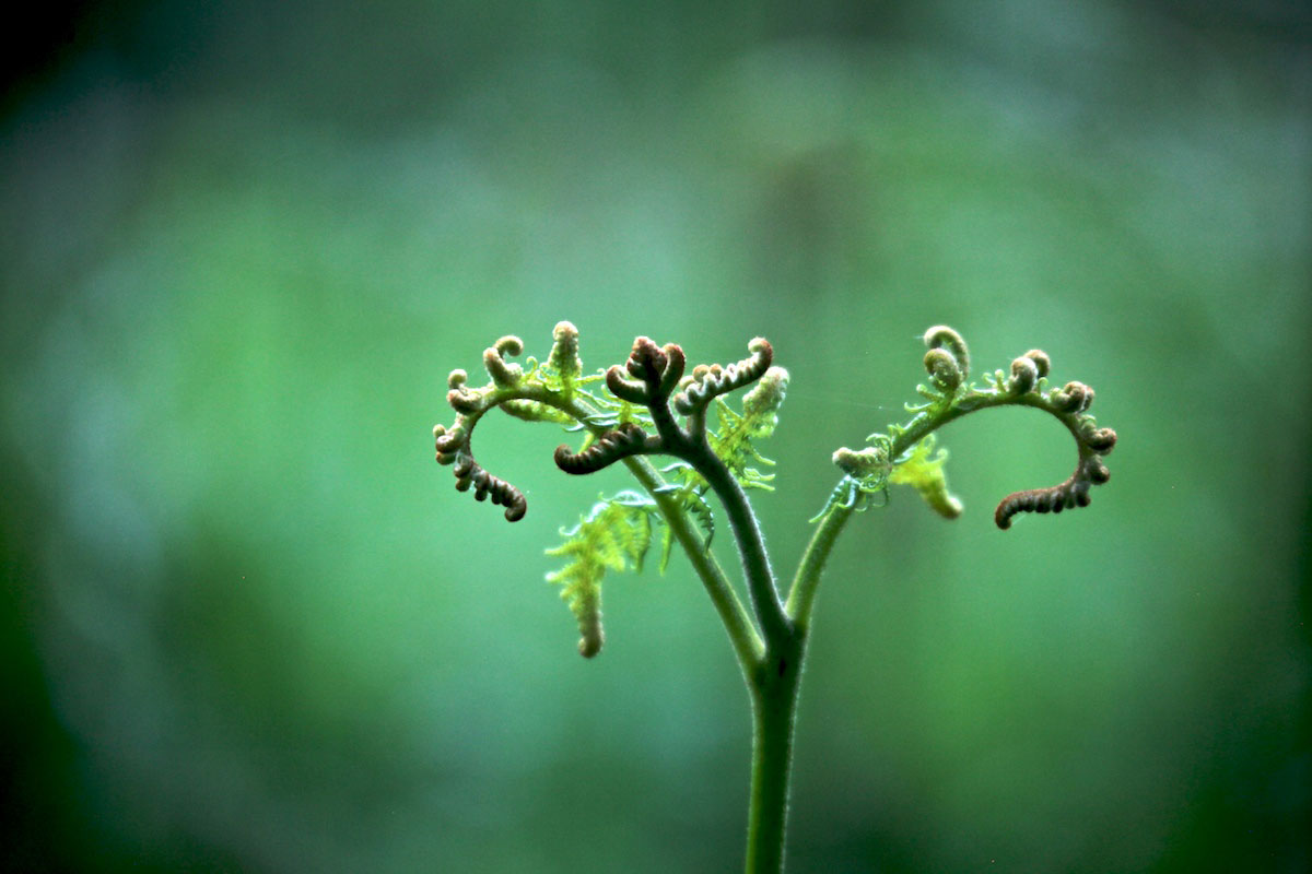 Unfurling fern