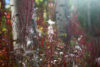 Fireweed going to seed