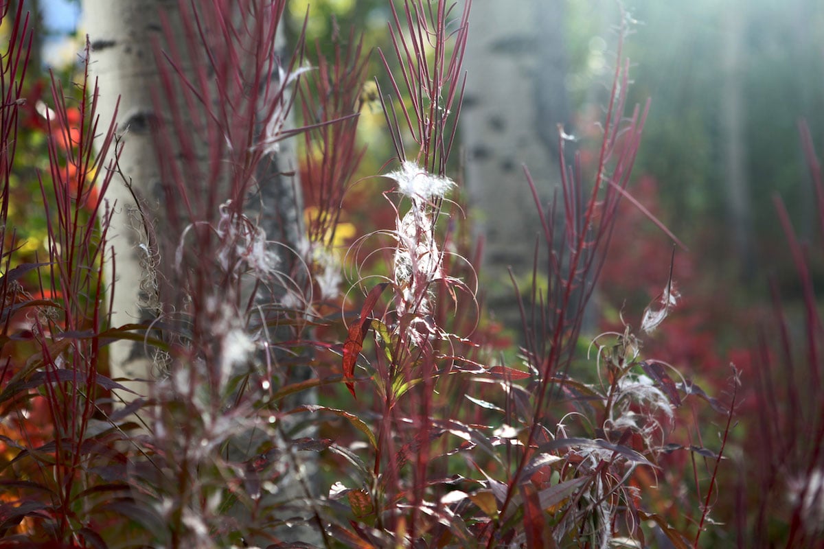 Fireweed going to seed