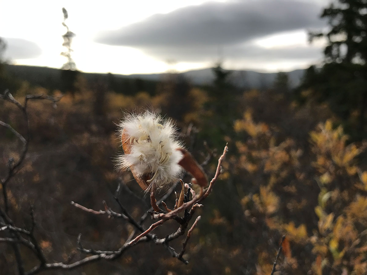 Willow seed head