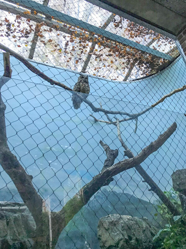Flaco in Central Park Zoo enclosure. Photo by Eleni Palmer.