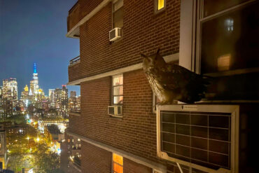 Flaco on A/C. Photo by Robin Herbst.