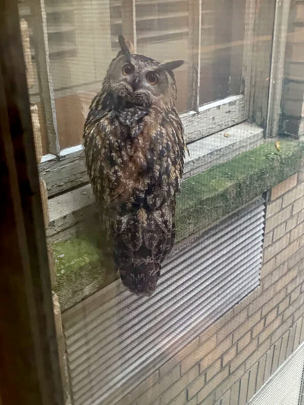 Flaco on windowsill. Photo by Nan Knighton.