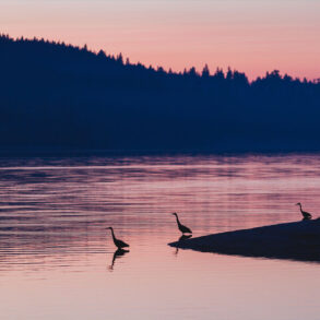 Sequim Bay, Washington, with herons